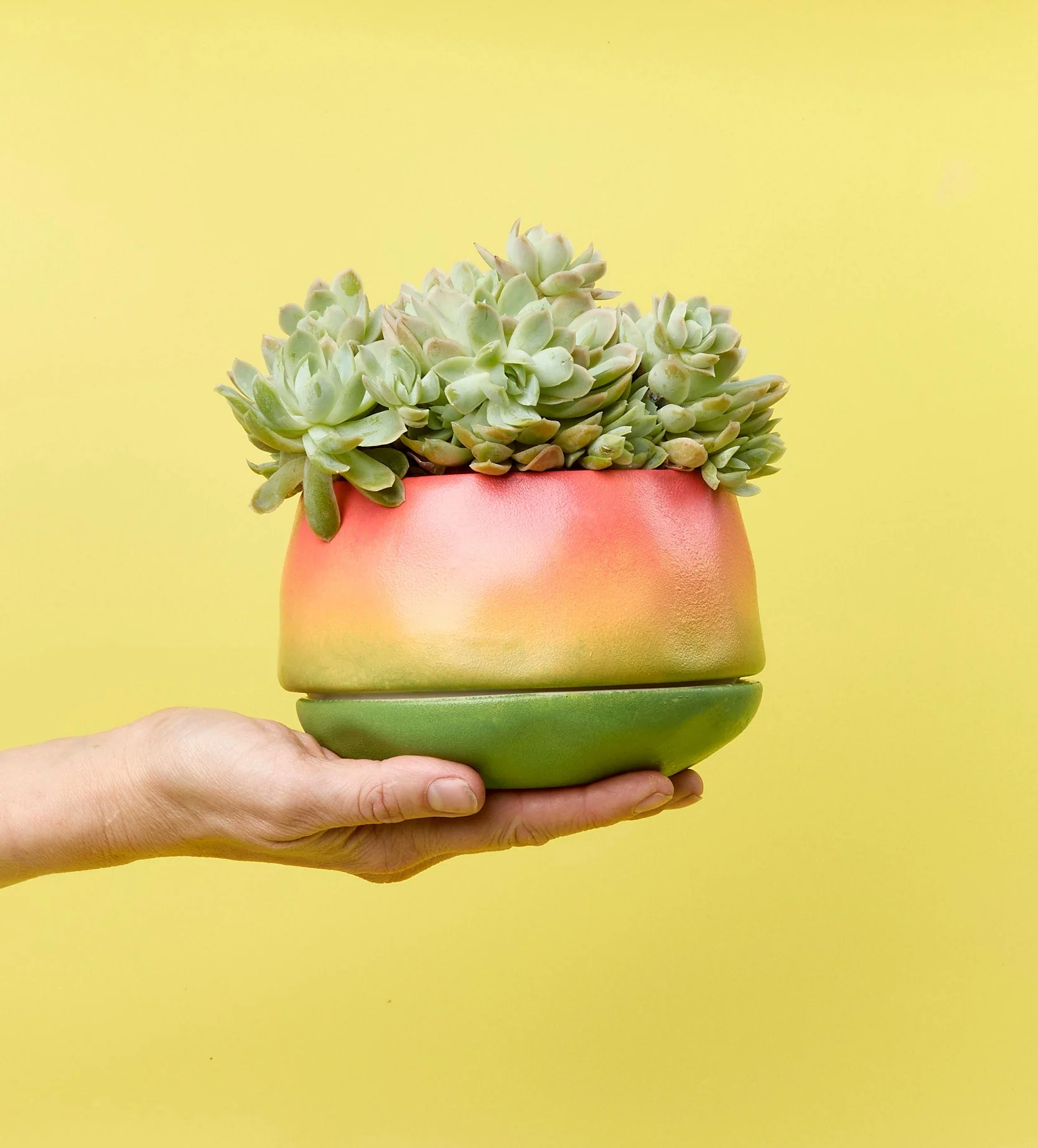 Paint-a-Plant Pot - Image 8